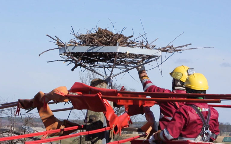 gniazdo bocianów Energa